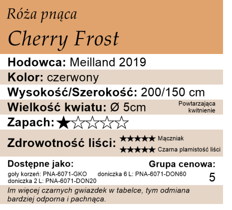 Cechy róży pnącej Cherry Frost