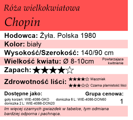 Cechy róży wielkokwiatowej Chopin