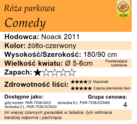 Cechy róży parkowej Comedy