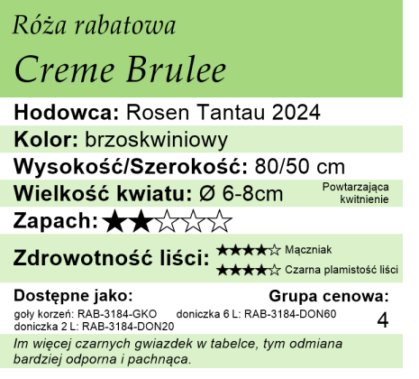 Cechy róży rabatowej Creme Brulee
