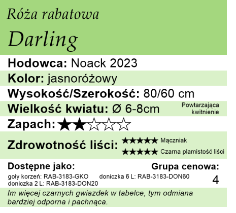 Cechy róży rabatowej Darling