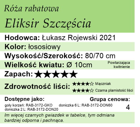 Cechy róży rabatowej Eliksir Szczęścia