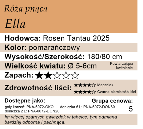 Cechy róży pnącej Ella