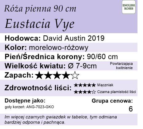 cechy róży piennej Eustacia Vye 90cm