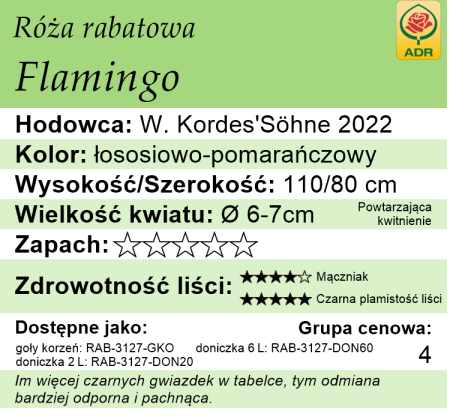 Cechy róży rabatowej Flamingo