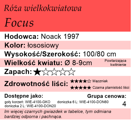 Cechy róży wielkokwiatowej Focus