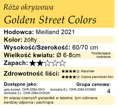 cechy róży okrywowej Golden Street Colors