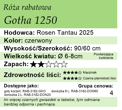 Cechy róży rabatowej Gotha 1250