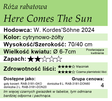 Cechy róży rabatowej Here Comes The Sun