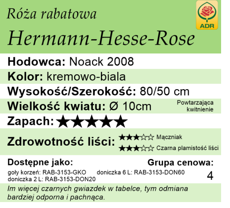 cechy róży Hermann-Hesse-Rose