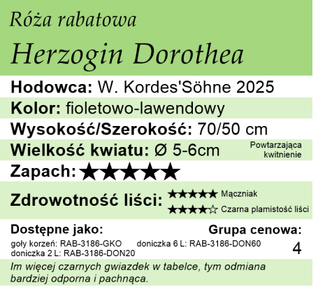Cechy róży rabatowej Herzogin Dorothea