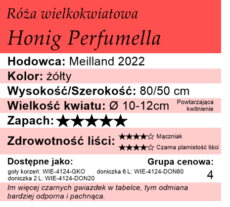 Cechy róży wielkokwiatowej Honig Perfumella