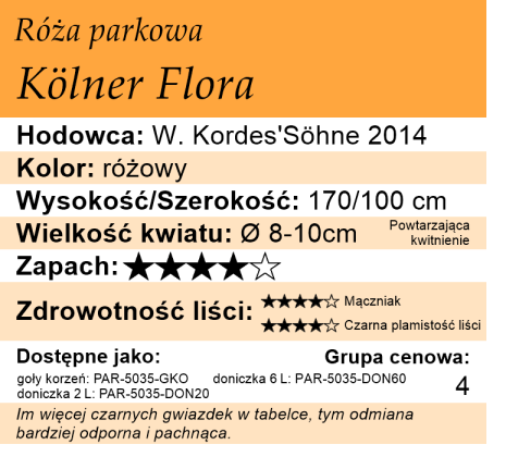cechy róży parkowej Kolner Flora