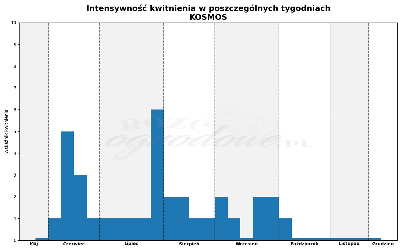 Wykres kwitnienia zrobiony na podstawie obserwacji 3-letnich krzewów w sezonie 2025 w Więckowicach w gminie Wojnicz.