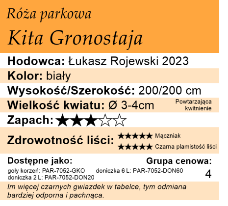 cechy rózy Kita Gronostaja