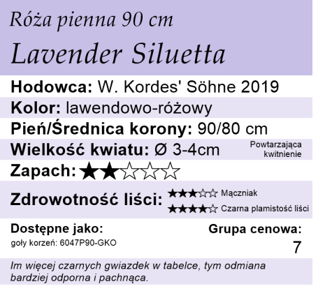 cechy róży pnącej Lavender Siluetta
