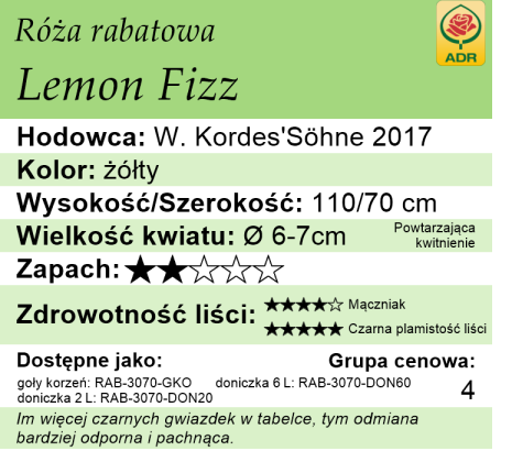 Cechy róży rabatowej Lemon Fizz