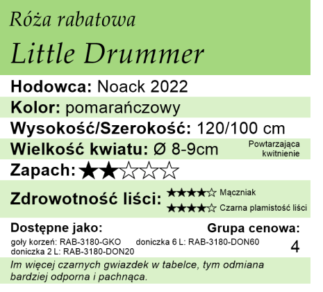 Cechy róży rabatowej Little Drummer