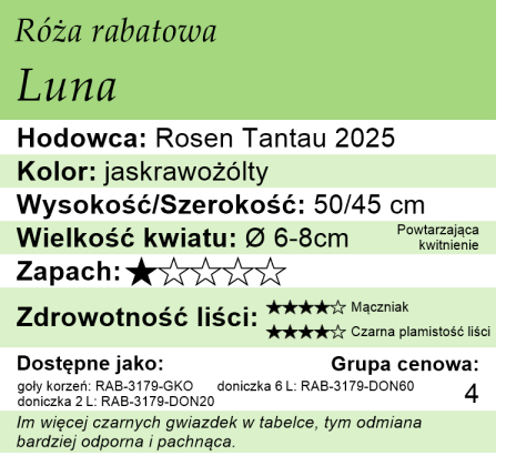 Cechy róży rabatowej Luna