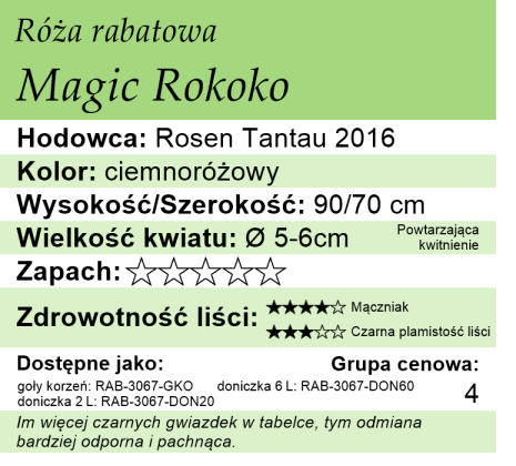 Cechy róży rabatowej Magic Rokoko