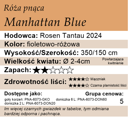 Cechy róży pnącej Manhattan Blue