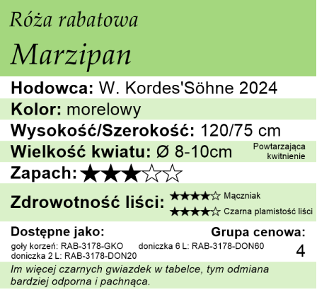 Cechy róży rabatowej Marzipan