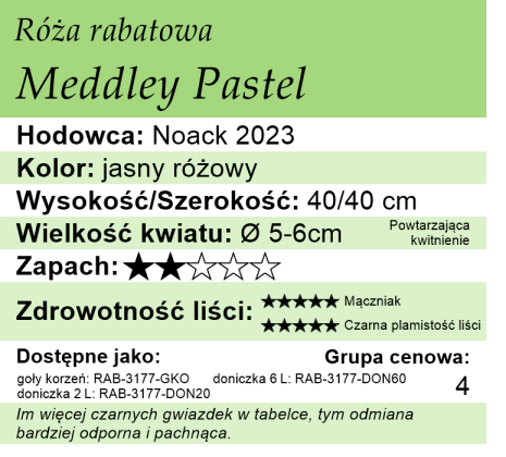 Cechy róży rabatowej Meddley Pastel