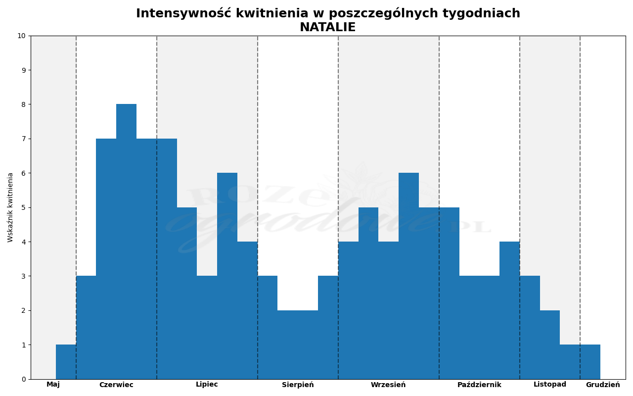 Wykres kwitnienia zrobiony na podstawie obserwacji 3-letnich krzewów w sezonie 2025 w Więckowicach w gminie Wojnicz.