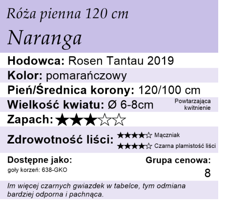 cechy róży pnącej Naranga