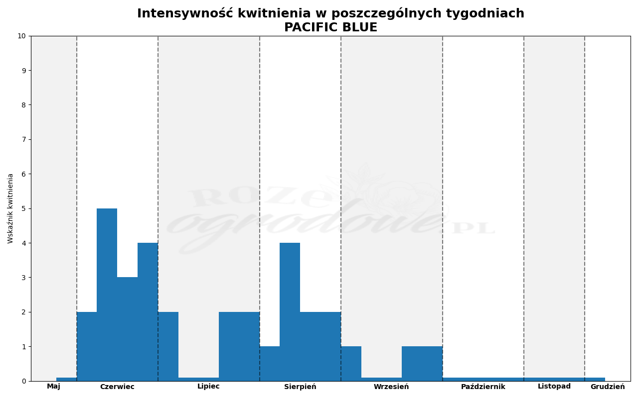 intensywność kwitnienia róży pacific blue