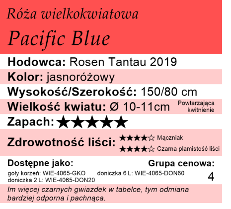 Cechy róży wielkokwiatowej Pacific Blue