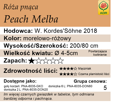 Cechy róży Peach Melba