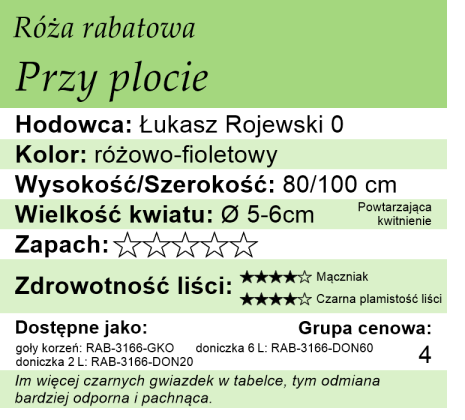 róża rabatowa Przy płocie