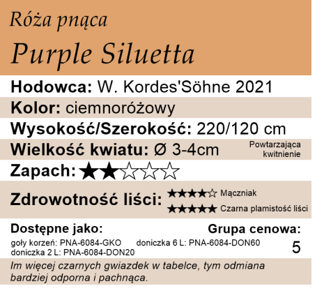 Cechy róży Purple Siluetta