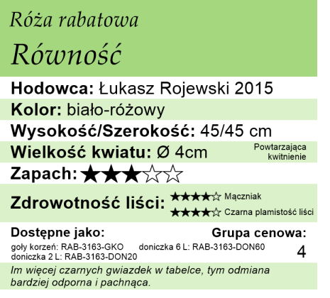 opis róży rabatowej Równość