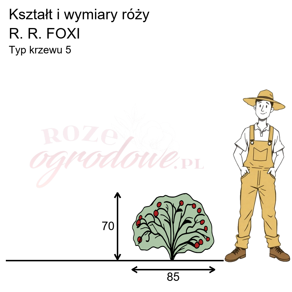pokrój róży r. r. foxi