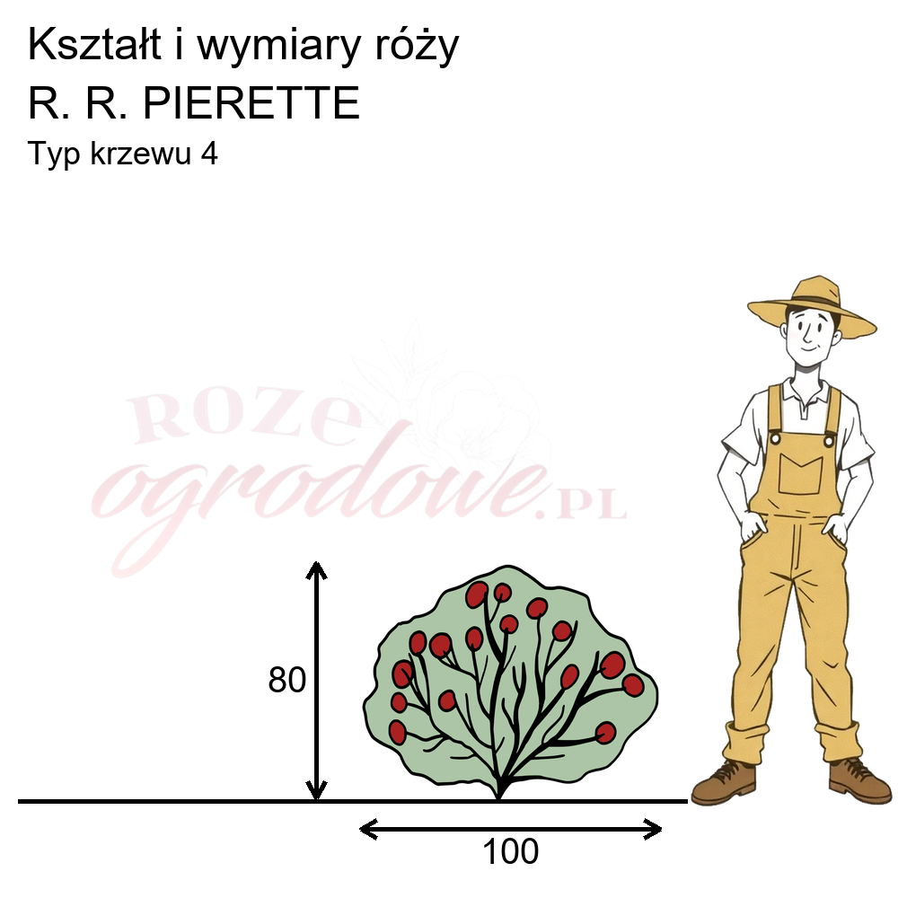 pokrój róży r.r. pierette