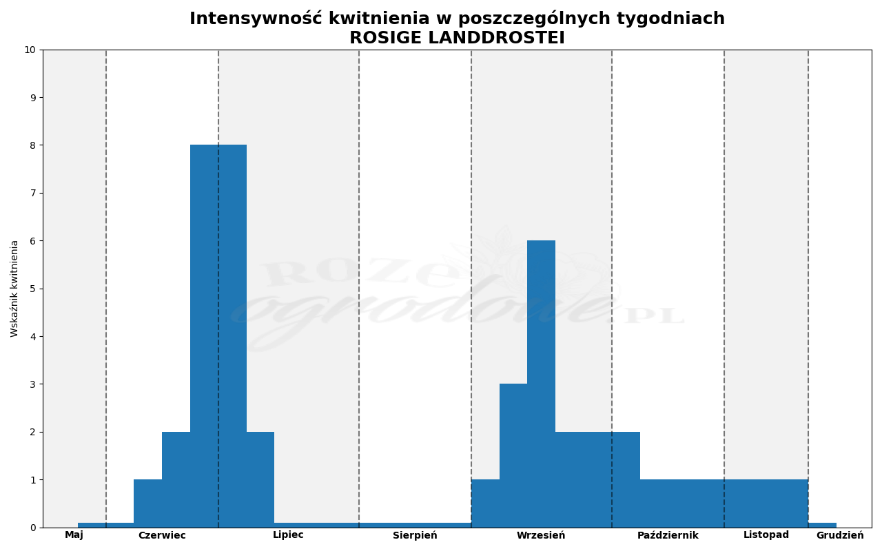 Wykres kwitnienia zrobiony na podstawie obserwacji 3-letnich krzewów w sezonie 2025 w Więckowicach w gminie Wojnicz.