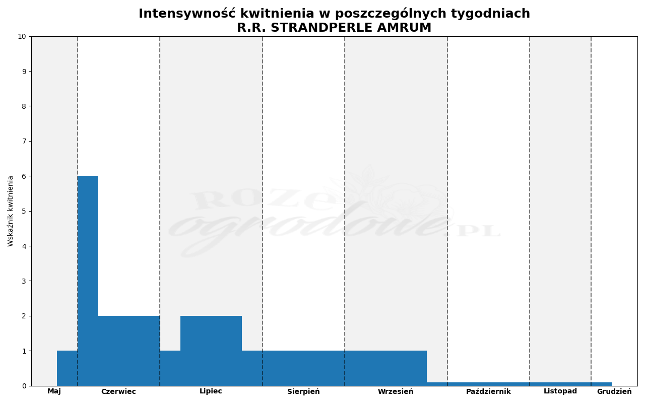 wykres kwitnienia róży strandperle amrum