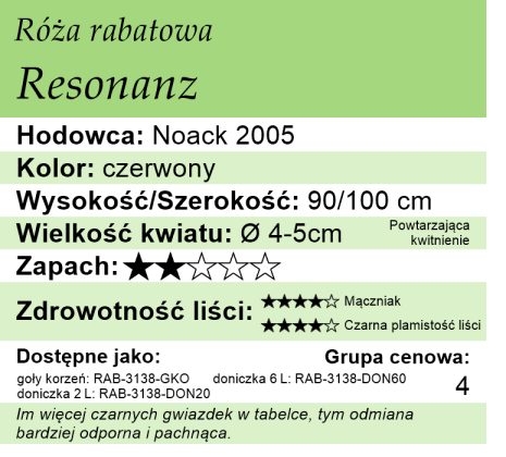 Cechy róży rabatowej Resonanz