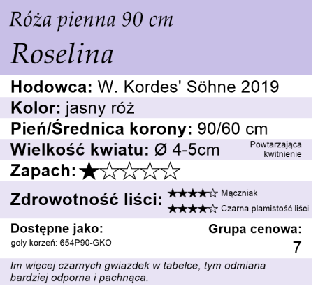 cechy róży Roselina 90cm