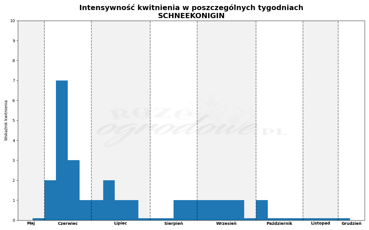 wykres kwitnienia róży schneekonigin