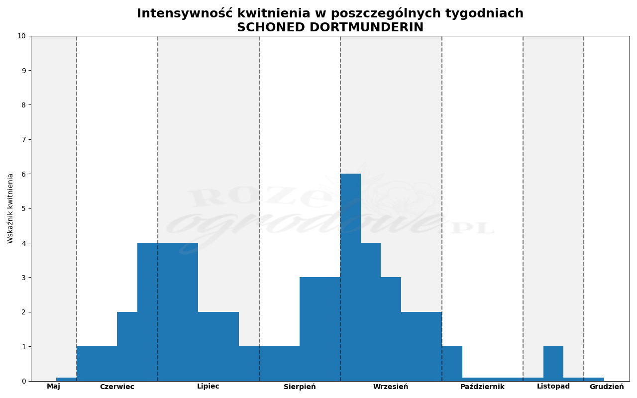 intenstwność kwitnienia róży schone dortmunderin