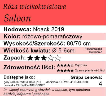 Cechy róży wielkokwiatowej Saloon