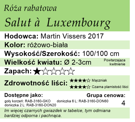 Cechy róży Salut a Luxembourg