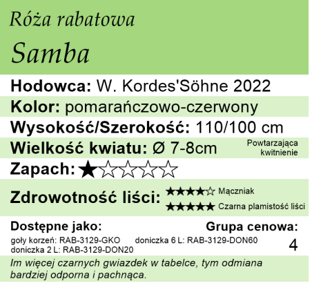 Cechy róży rabatowej Samba