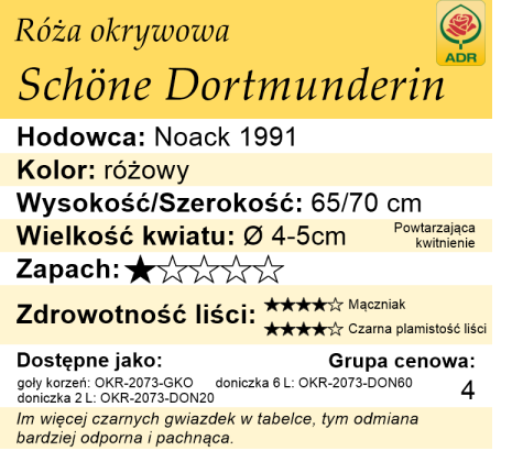 Cechy róży okrywowej Schone Dortmunderin