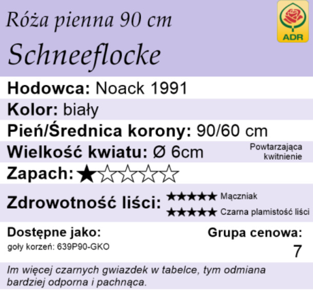 cechy róży piennej schneeflocke 90