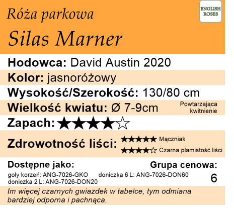 Cechy róży parkowej Silas Marner