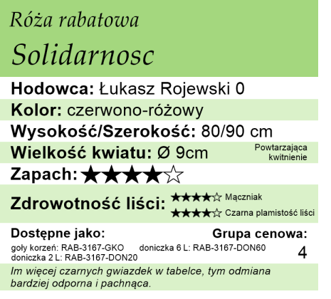 Cechy róży rabatowej Solidarność